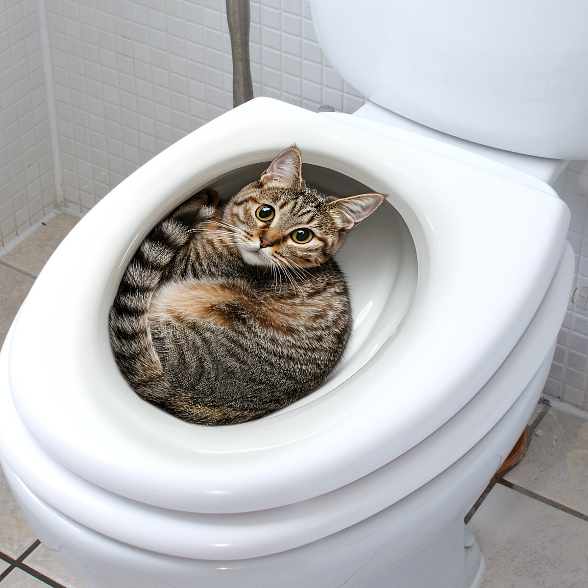 3D Funny Cat Toilet Sticker Ba - Tiny Home Bathroom Kit 评论和价格